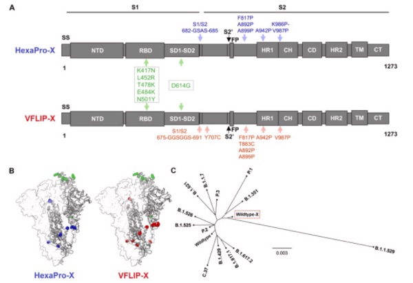 Un prototipo de vacuna de ARNm circular que produce un pico de VFLIP-X confiere una amplia neutralización de las variantes del SARS-CoV-2 por sueros de ratones